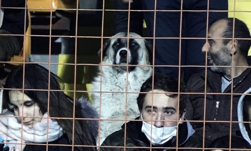 kóbor ktuya meccset néz